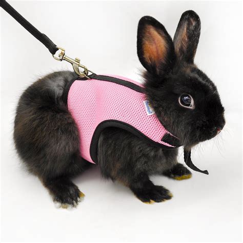 Rabbit In A Harness