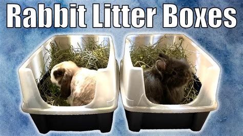 Rabbit Litter Cleaning