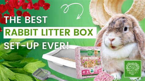 Rabbit Litter Mold