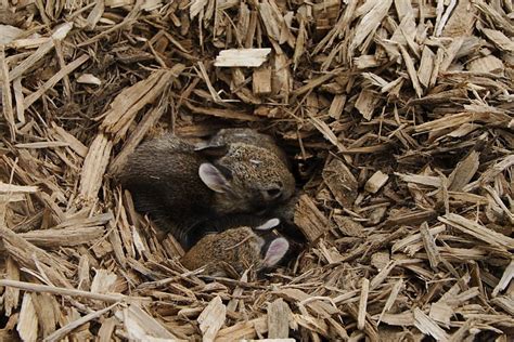 Rabbit Nest In Mulch