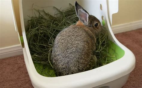 Rabbit Not Going In Litter Box