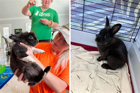 Rabbit Rescue In Florida