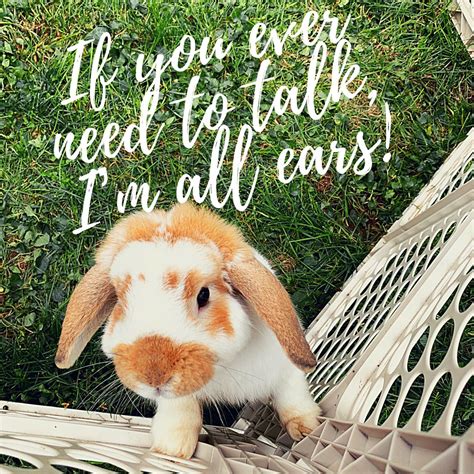 rabbit sayings