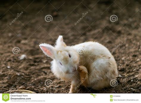Rabbit Scratching Bottom Of Cage