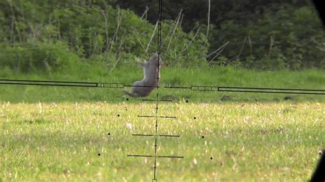 rabbit shooting with 22lr