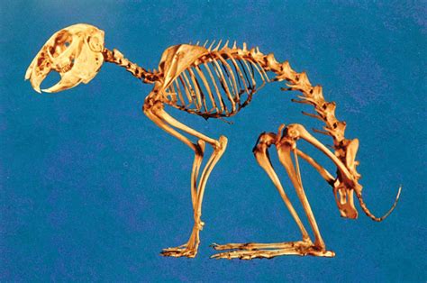 Discover the Fascinating Structure of the Rabbit Skeleton