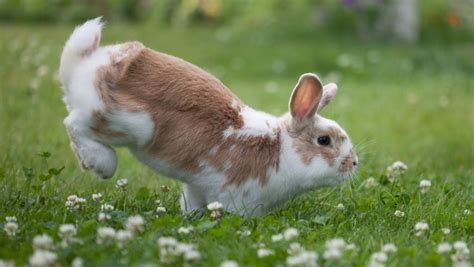 Rabbit Thumping