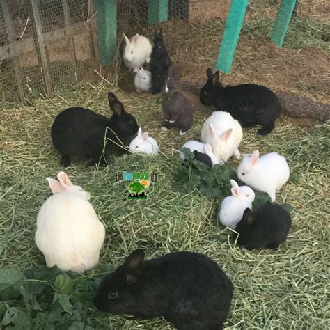 rabbitry near me adoption