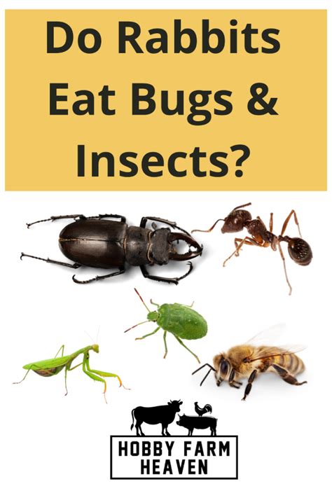 Rabbits And Bugs
