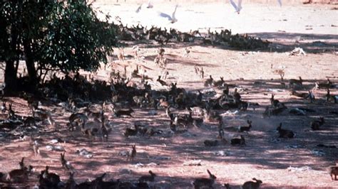 Rabbits Australia Problem