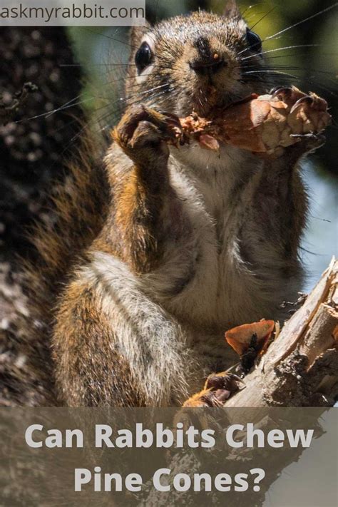 Rabbits Eat Pine