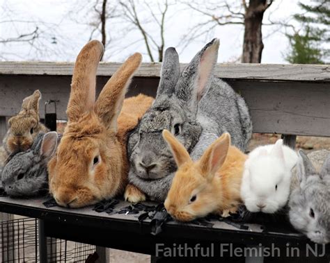 rabbits for sale in new jersey