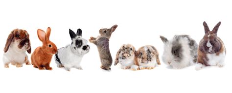 Rabbits Live In Groups Called