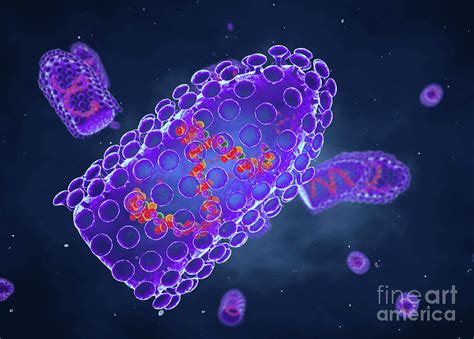 rabies under microscope