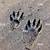 raccoon foot print