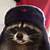 raccoon in a funny hat