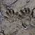 raccoon prints in mud