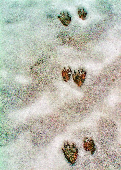 Raccoon tracks in the snow Raccoon tracks in the snow. An … Flickr