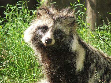 Everything You Need To Know About Raccoon Dogs