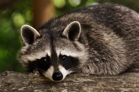 7 Things raccoon predators every pest pro should know