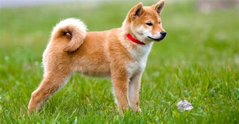 race chien japonais