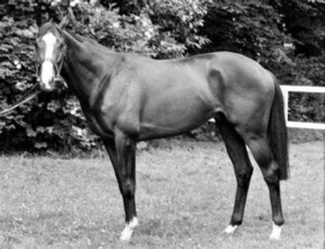 race horse stolen in 1983