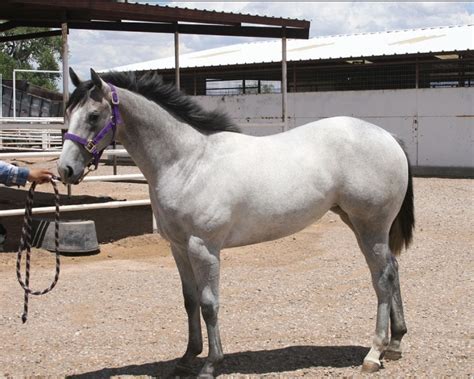 race horses for sale in new mexico