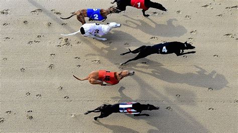 racecards today sporting life greyhounds
