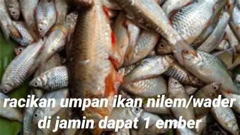Umpan Ikan Wader Paling Ampuh Untuk Mancing Di Tahun 2023