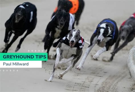 racing oddschecker greyhound racing