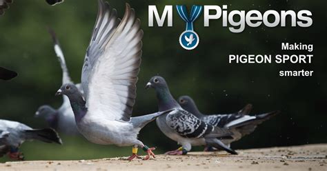 racing pigeon clubs near me contact