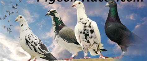 racing pigeon clubs near me events