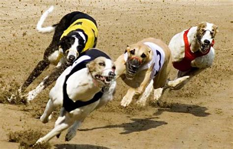 racing post betting site greyhounds