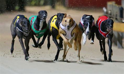 racing post greyhound results