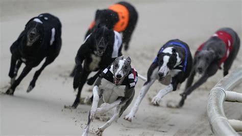 racing post greyhound tv tonight