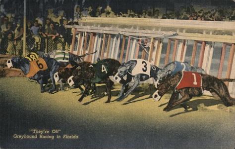 racing post greyhounds cards