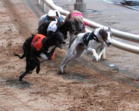 racing post greyhounds form today