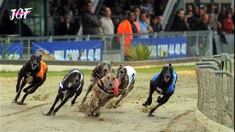 racing post greyhounds race cards