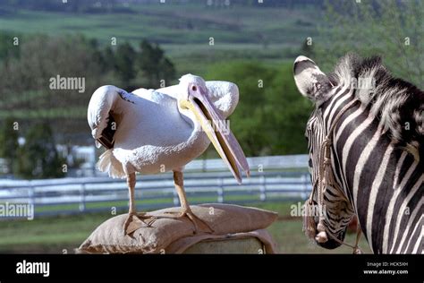 racing stripes pelican