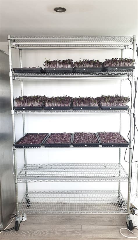 Rack For Microgreens