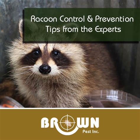 racoon control