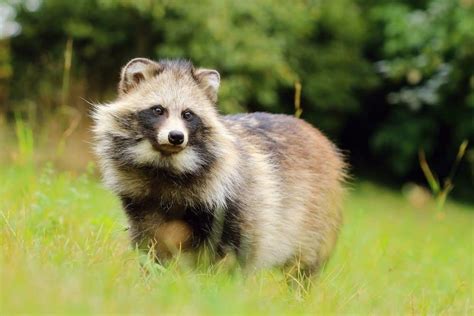 All You Need To Know About Raccoon Dogs