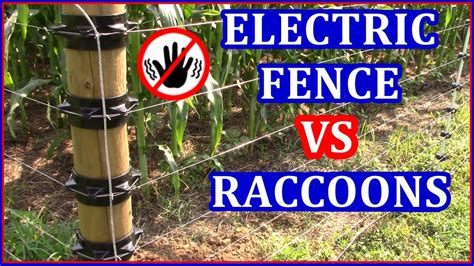 racoon electric fence