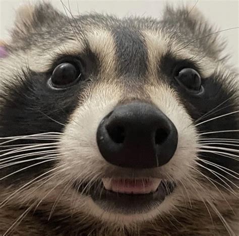 Racoon Meme