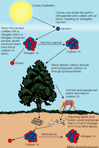 radiocarbon dating world history definition