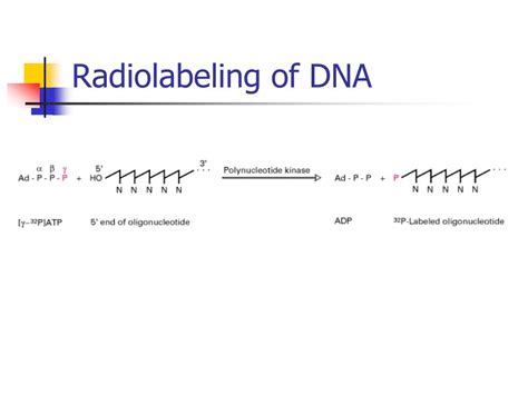 Radiolabeling Of Dna
