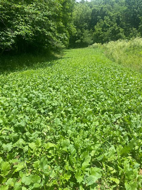 Radish Turnip Food Plot