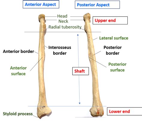 radius