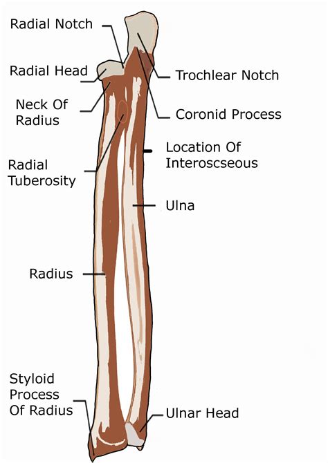 radius and ulna bones