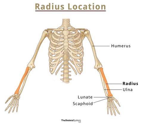 radius arm bone function